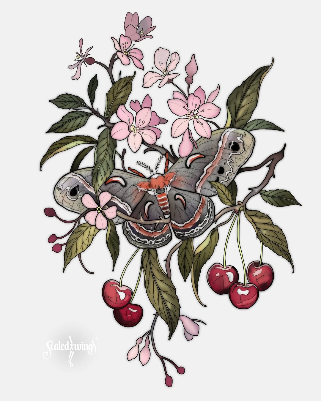 Cecropia moth & cherries